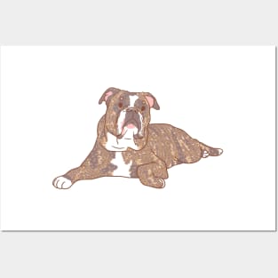 Brindle Bulldog Posters and Art